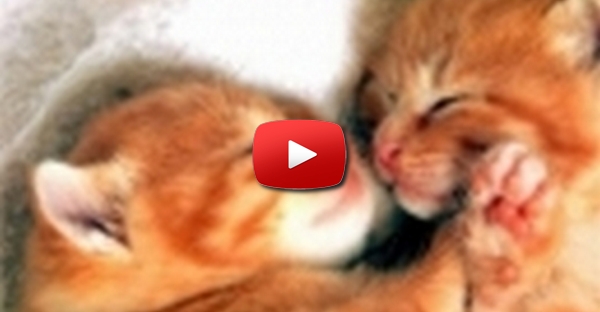 Amor entre Gatos 2